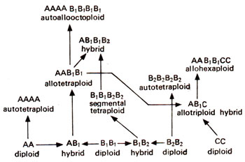 relationship of polyploids
